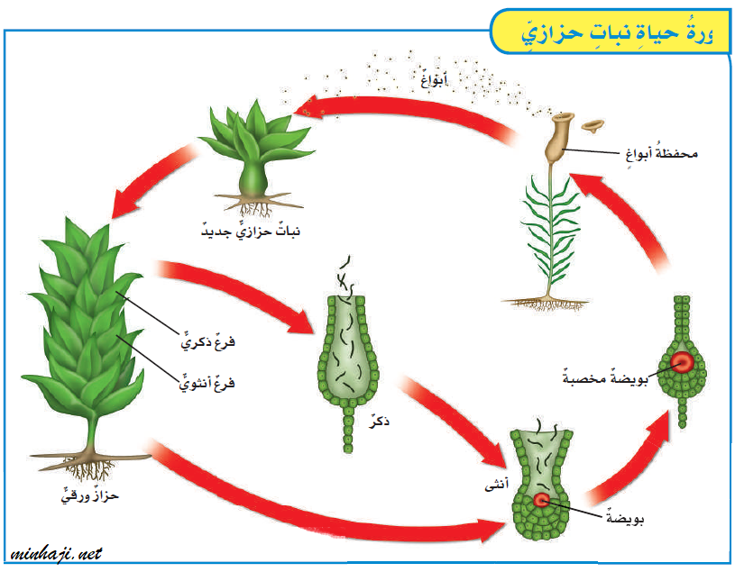 دورة حياة الحزازيات